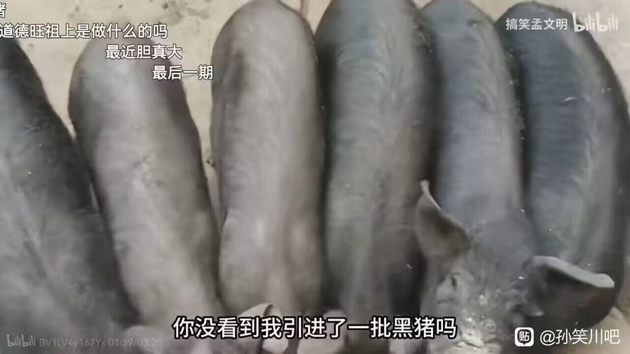 能把最听话的猪养绝种，也是一种本事