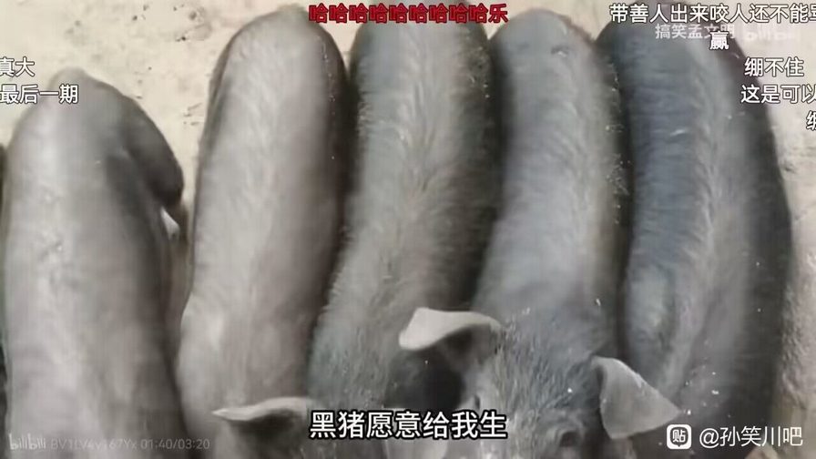能把最听话的猪养绝种，也是一种本事