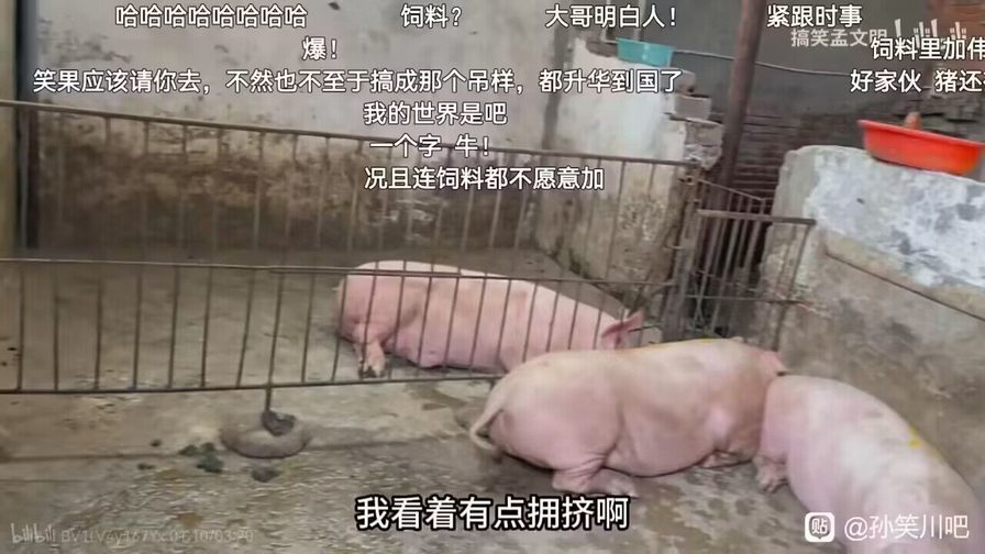 能把最听话的猪养绝种，也是一种本事